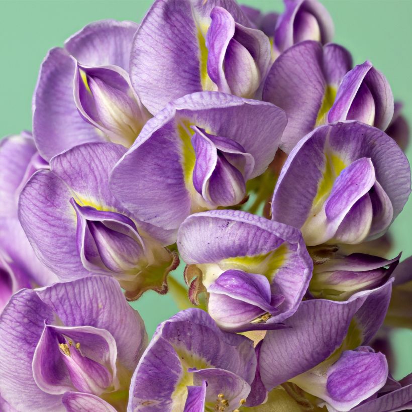 Glycine frutescens - Wisteria frutescens (Floraison)