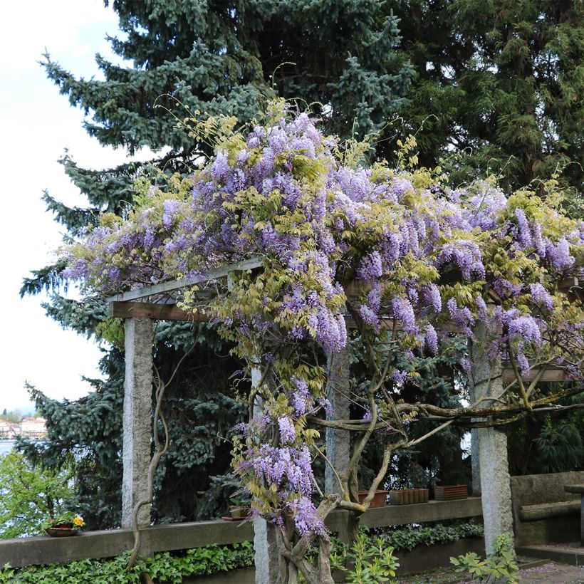 Glycine frutescens - Wisteria frutescens (Port)