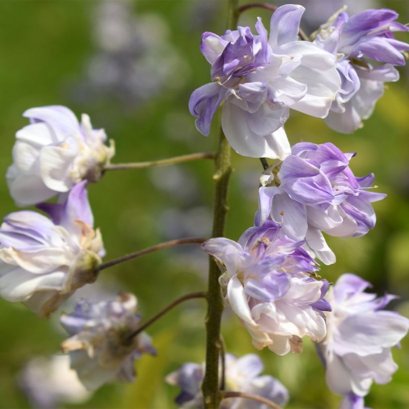 Glycine japonaise - Wisteria floribunda Ed's Blue Dragon (Floraison)