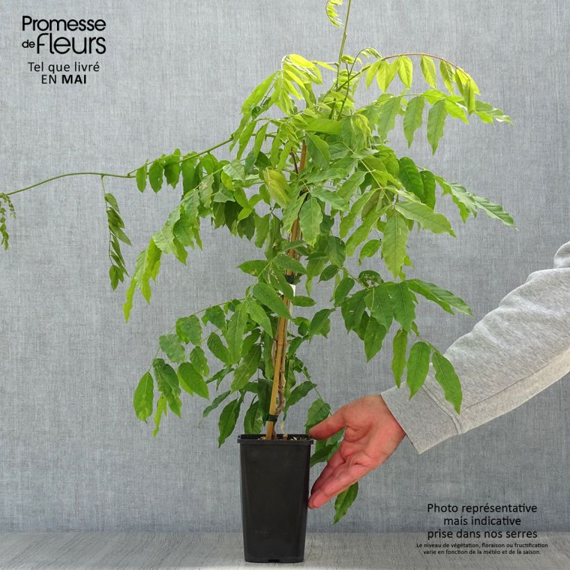 Spécimen de Glycine japonaise - Wisteria floribunda Lipstick en pot de 1,5l/2l tel que livré au printemps
