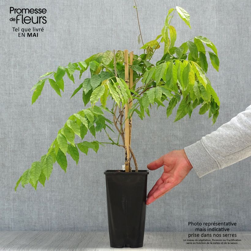 Spécimen de Glycine japonaise - Wisteria floribunda Lipstick en pot de 3l/4l tel que livré au printemps