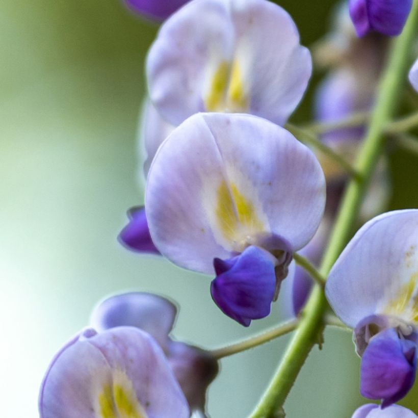 Glycine japonaise - Wisteria floribunda Premature (Floraison)