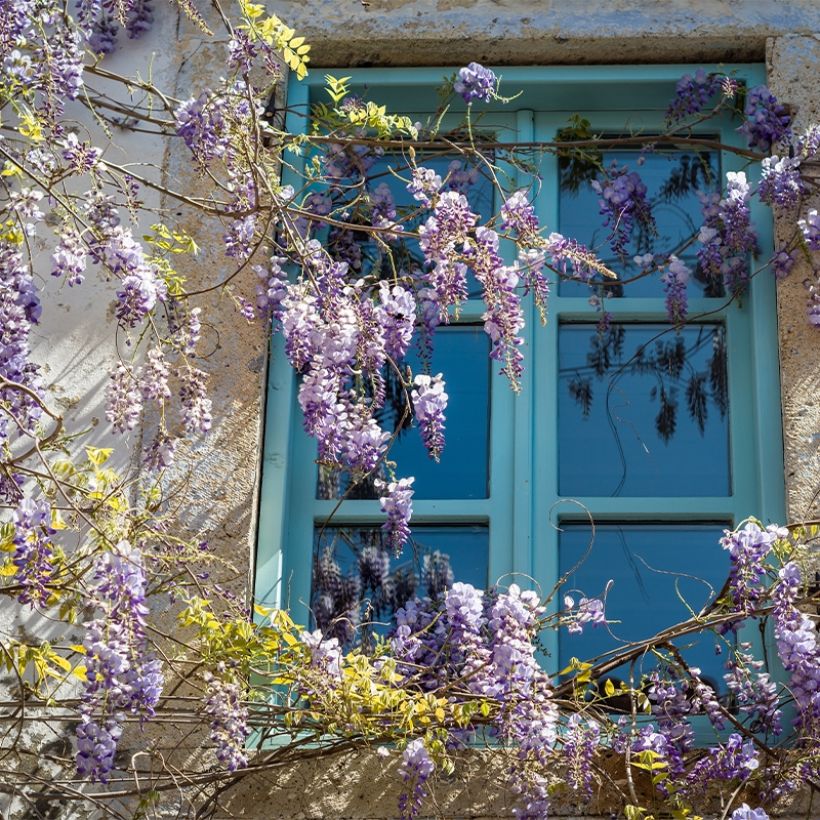 Glycine japonaise - Wisteria floribunda Premature (Port)