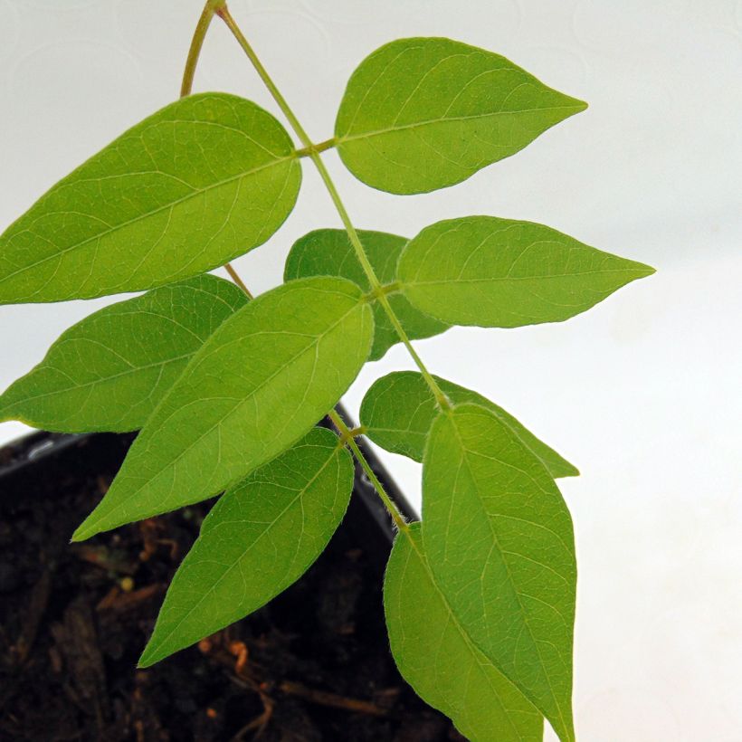 Glycine tubereuse - Apios americana (Feuillage)