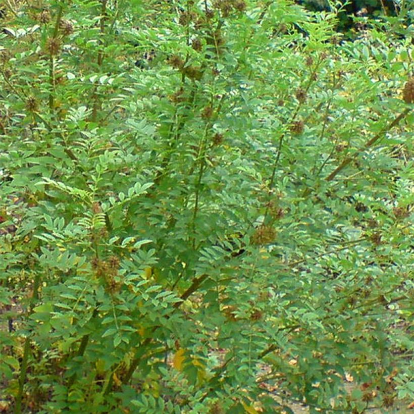 Glycyrrhiza glabra - Réglisse glabre (Feuillage)