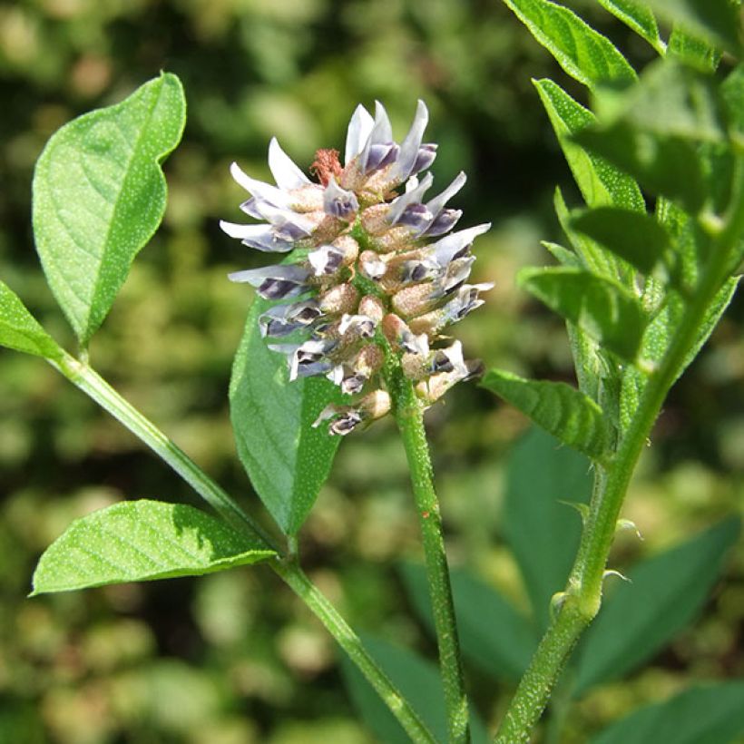 Glycyrrhiza glabra - Réglisse glabre (Floraison)