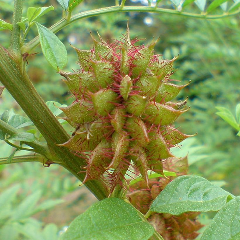 Glycyrrhiza glabra - Réglisse glabre (Récolte)