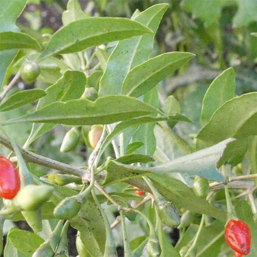 Goji Big Lifeberry - Lycium barbarum (Feuillage)