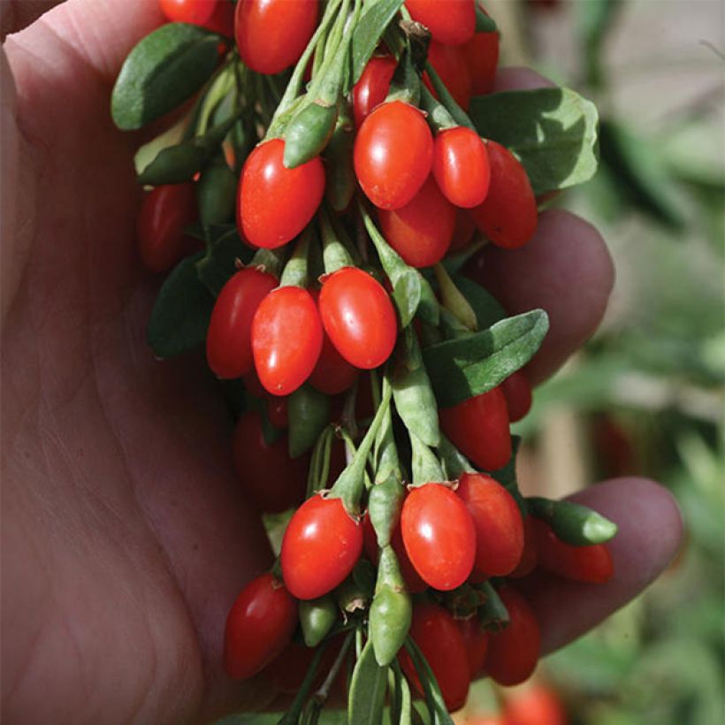 Goji Big Lifeberry - Lycium barbarum (Récolte)