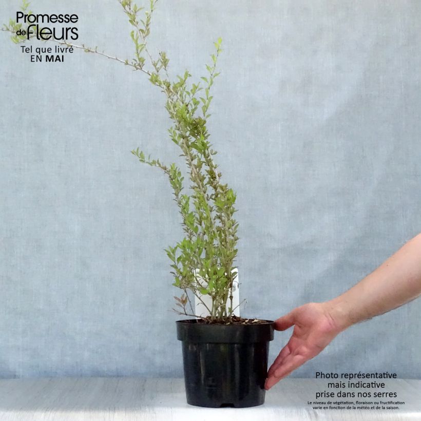 Spécimen de Goji Big Lifeberry - Lycium barbarum Pot de 1.5L tel que livré au printemps