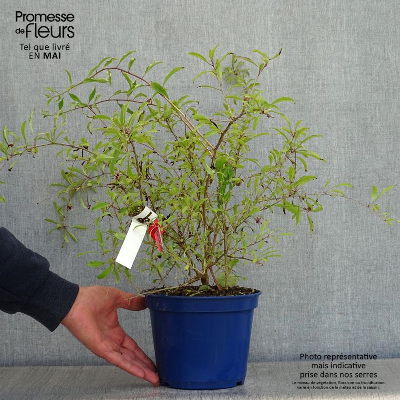 Spécimen de Goji Gojidelys - Lycium barbarum Pot de 2L/3L tel que livré au printemps