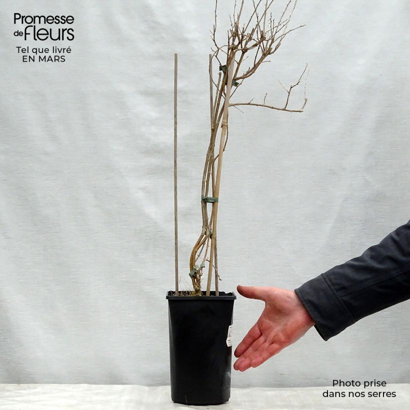 Spécimen de Goji Instant Success - Lycium barbarum Pot de 1.5L/2L tel que livré au printemps