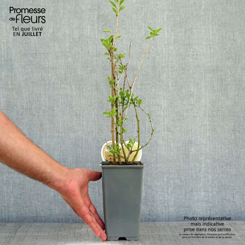 Spécimen de Goji Instant Success - Lycium barbarum Pot de 1,5L/2L tel que livré en été
