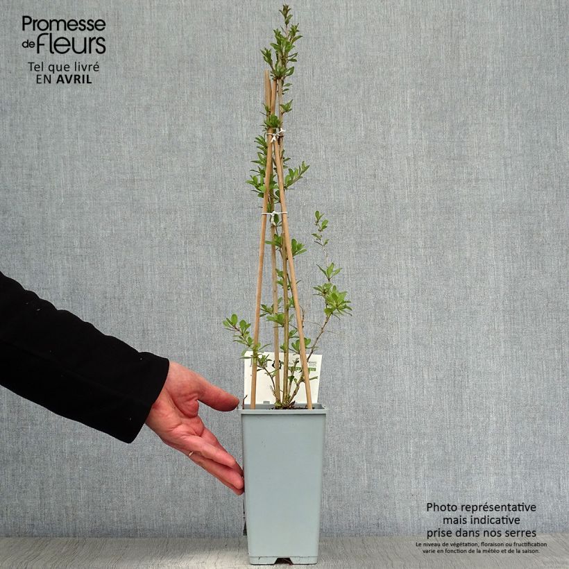 Spécimen de Goji - Lycium barbarum pot de 1.5L/2L tel que livré au printemps