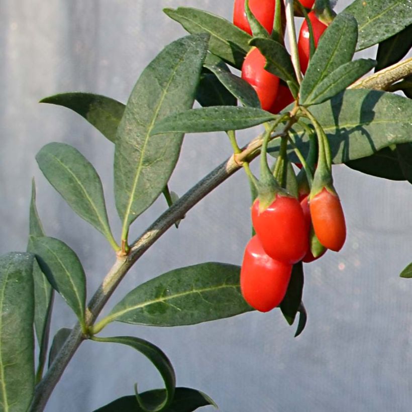 Goji Princess Tao - Lycium barbarum (Feuillage)