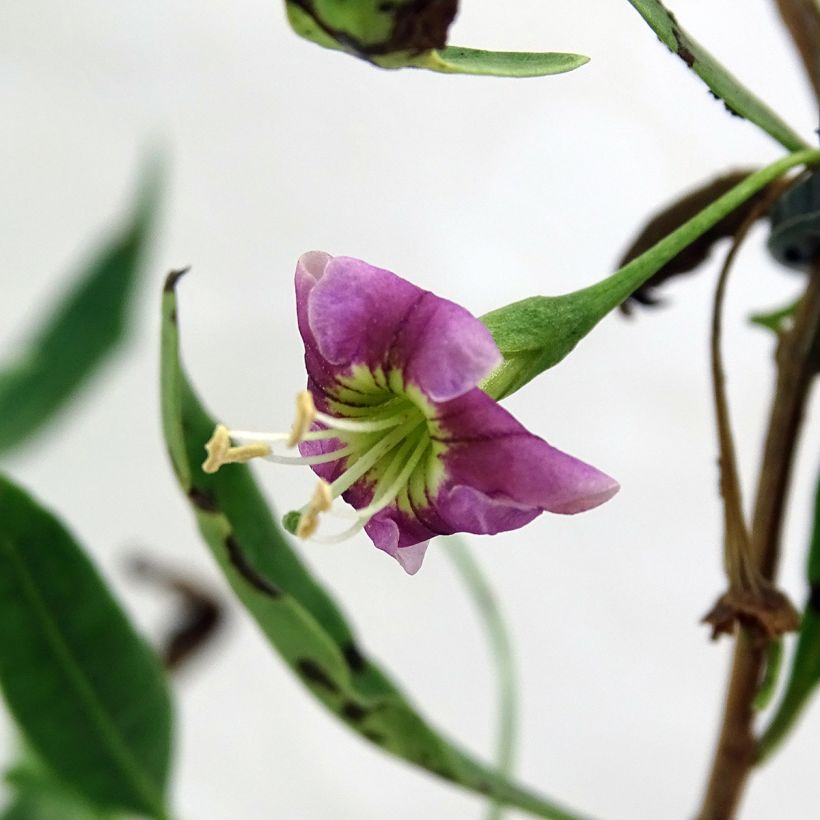 Goji Princess Tao - Lycium barbarum (Floraison)