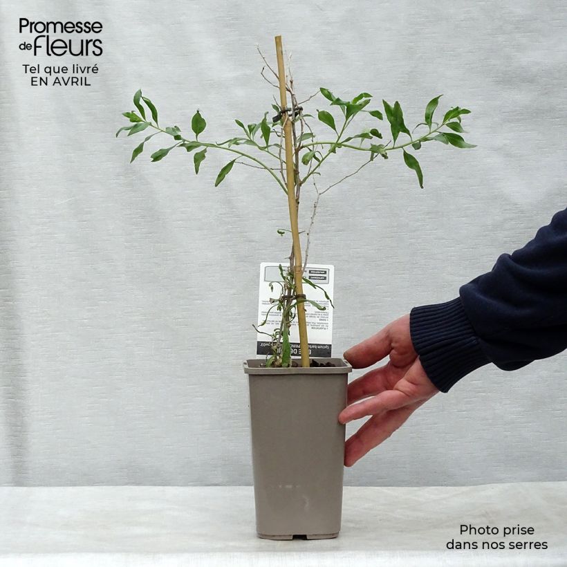 Spécimen de Goji Princess Tao - Lycium barbarum Pot de 1L/1,5L tel que livré au printemps