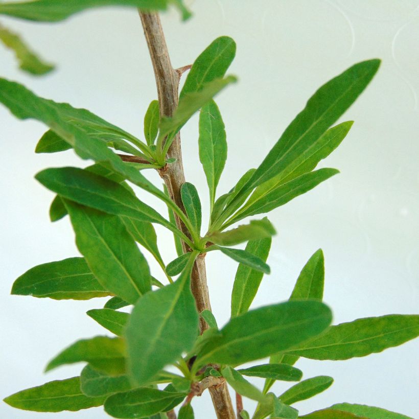 Goji Sweet Lifeberry - Lycium barbarum (Feuillage)