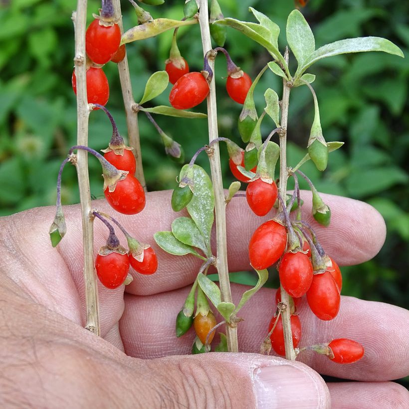 Goji Sweet Lifeberry - Lycium barbarum (Récolte)