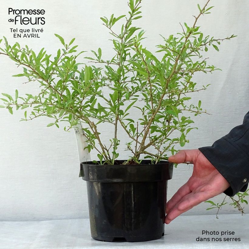 Spécimen de Goji Sweet Lifeberry - Lycium barbarum Pot de 1.5L tel que livré au printemps