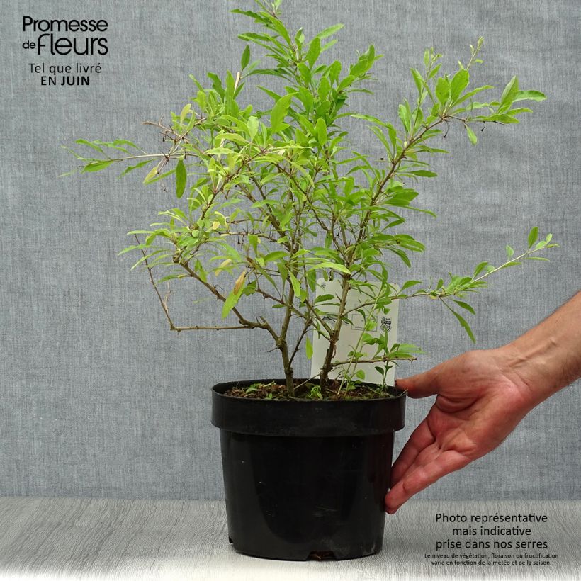 Spécimen de Goji Sweet Lifeberry - Lycium barbarum Pot de 1,5L/2L, Touffe tel que livré en été