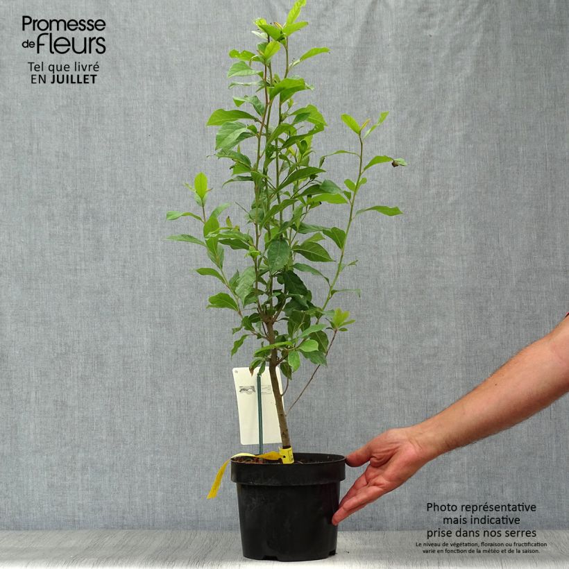 Spécimen de Gommier noir - Nyssa sylvatica Pot de 2L/3L tel que livré en été