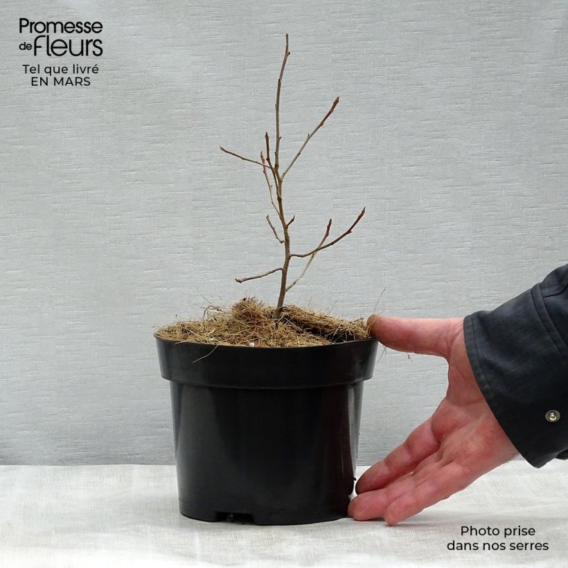 Spécimen de Gommier noir - Nyssa sylvatica en pot de 3,5L tel que livré au printemps
