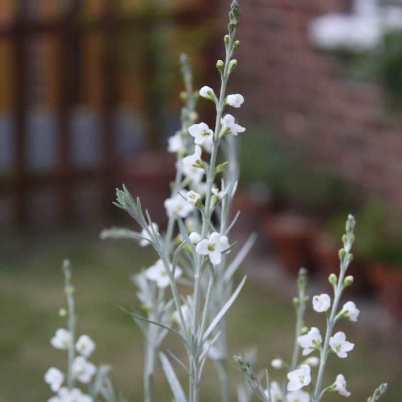 Gomphostigma virgatum White Candy (Floraison)