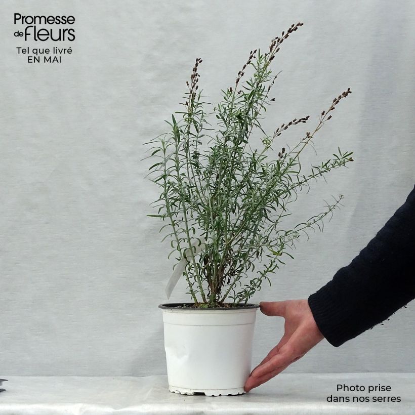 Spécimen de Gomphostigma virgatum White Candy Pot de 2L/3L tel que livré au printemps