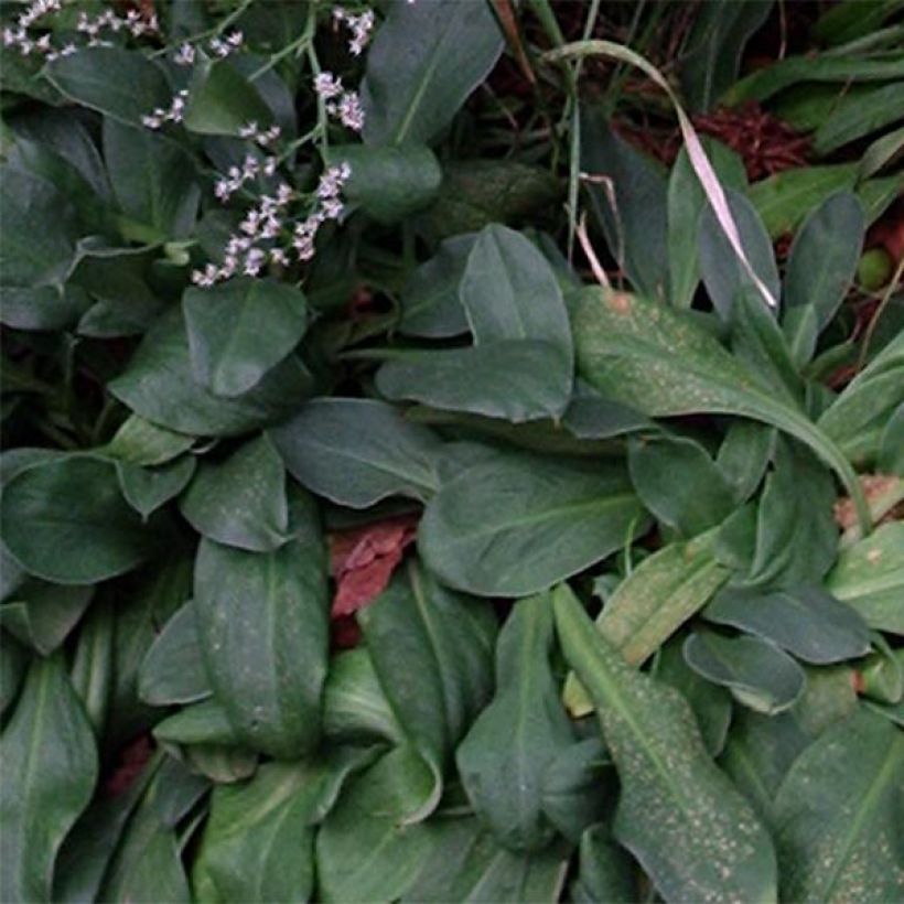 Goniolimon tataricum - Limonium - Statice vivace (Feuillage)