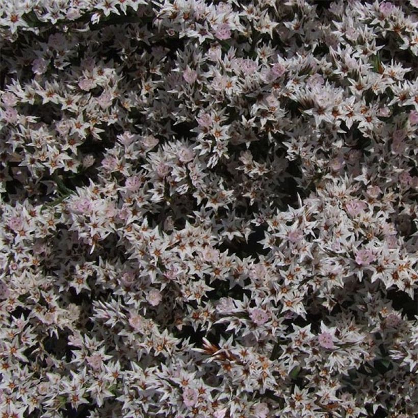 Goniolimon tataricum - Limonium - Statice vivace (Floraison)