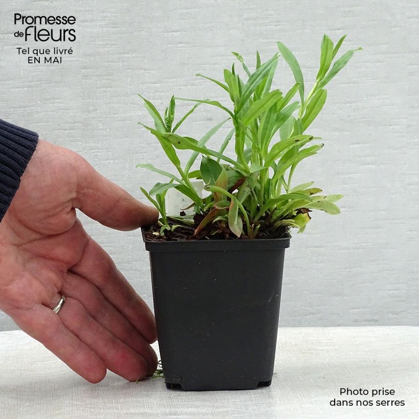 Spécimen de Goniolimon tataricum - Limonium - Statice vivace Godet de 8/9cm tel que livré au printemps