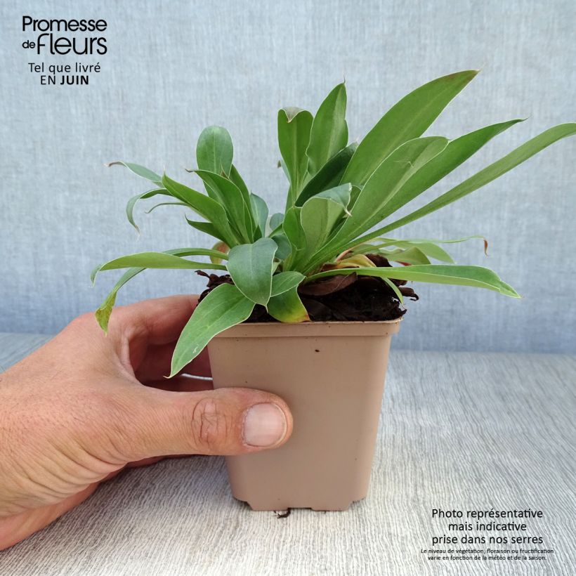 Spécimen de Goniolimon tataricum - Limonium - Statice vivace Godet de 8/9 cm tel que livré en été