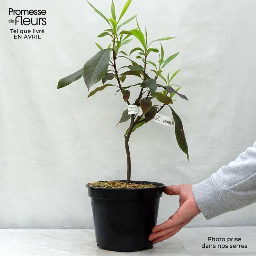 Spécimen de Gordlinia grandiflora Pot de 3L/4L tel que livré au printemps