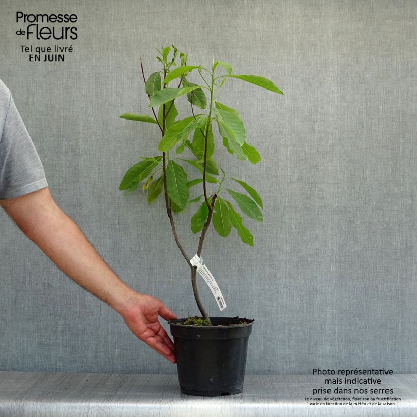 Spécimen de Gordlinia grandiflora Pot de 3L/4L tel que livré en été