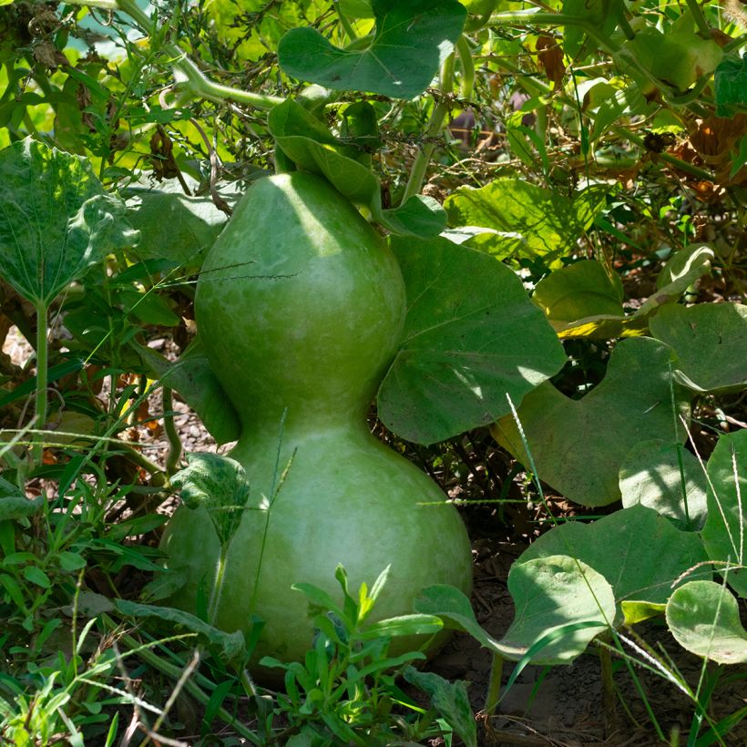 Gourde Pélerine ou Calebasse Bio - Ferme de Sainte Marthe (Feuillage)