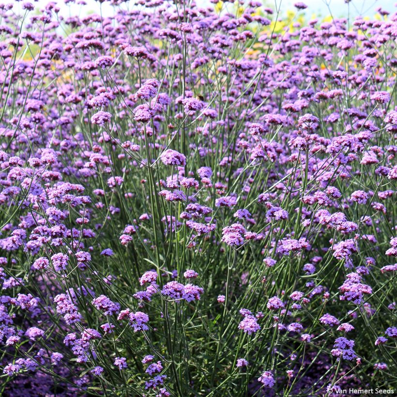 Graines Verveine de Buenos-Aires Vanity - Verbena bonariensis (Port)