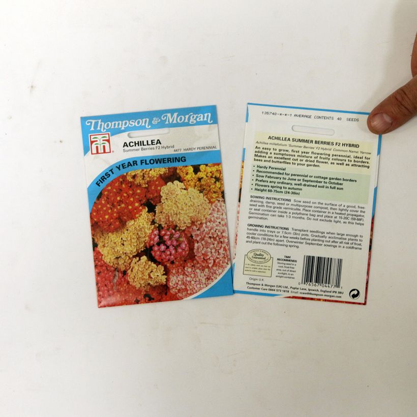 Exemple de spécimen de Graines d'Achillée millefolium Summer Berries F2 en mélange tel que livré