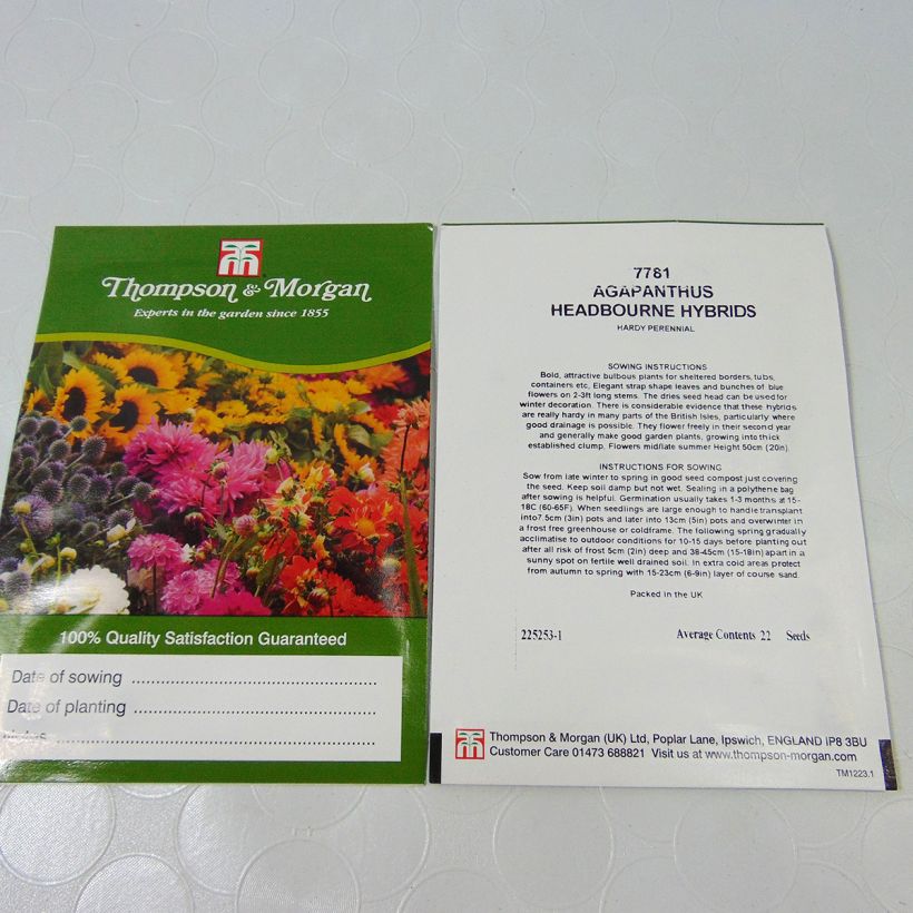 Exemple de spécimen de Graines d'Agapanthe Headbourne Hybrids Graines tel que livré