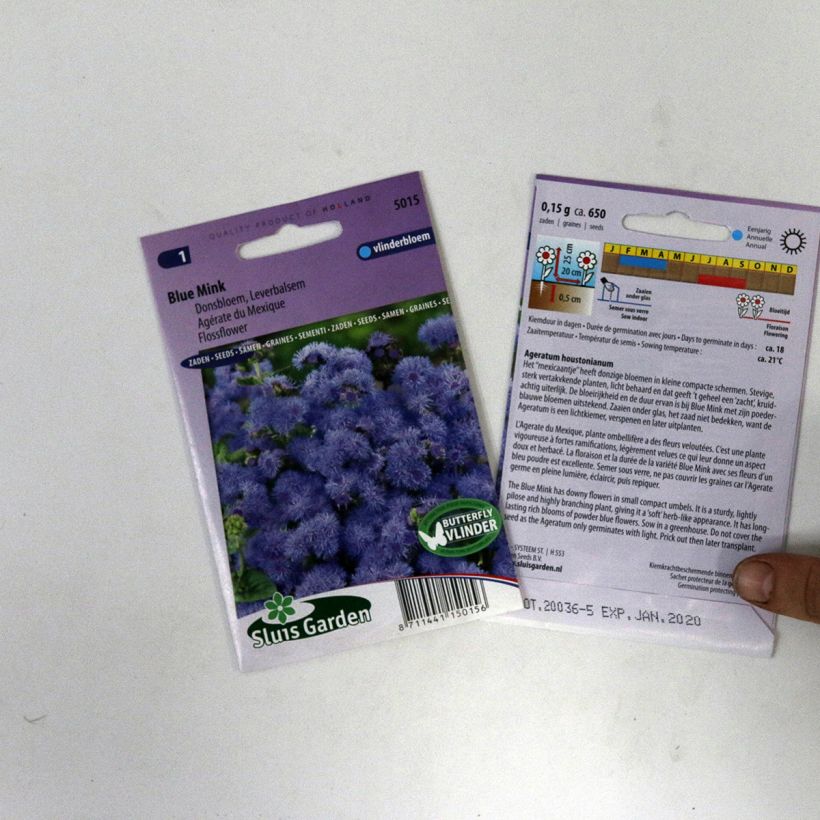 Spécimen de Graines d'Agératum du Mexique Blue Mink tel que livré en printemps