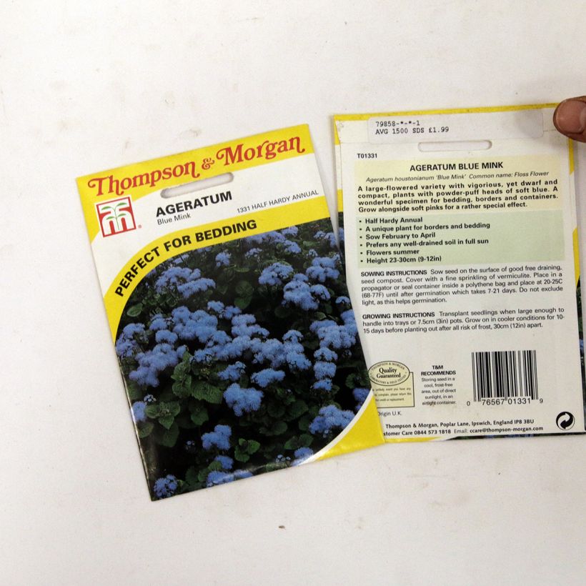 Exemple de spécimen de Graines d'Agératum du Mexique Blue Mink tel que livré