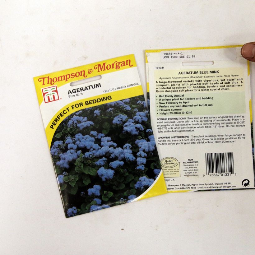 Exemple de spécimen de Graines d'Agératum du Mexique Blue Mink Graines tel que livré