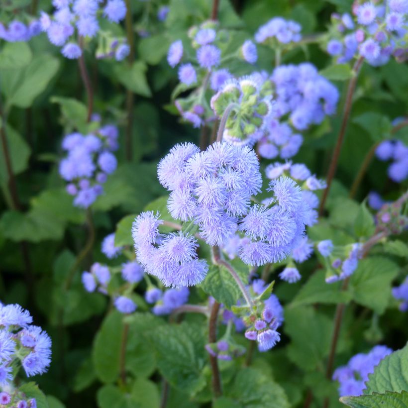 Graines d'Ageratum du Mexique Bouquet Bleu (Bouquet Blue) (Floraison)