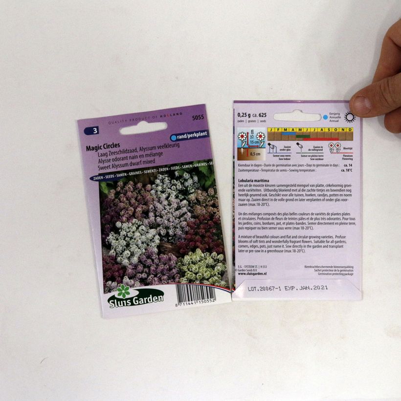 Spécimen de Graines d'Alysse odorant nain en mélange Magic Circles - Lobularia maritima tel que livré en printemps