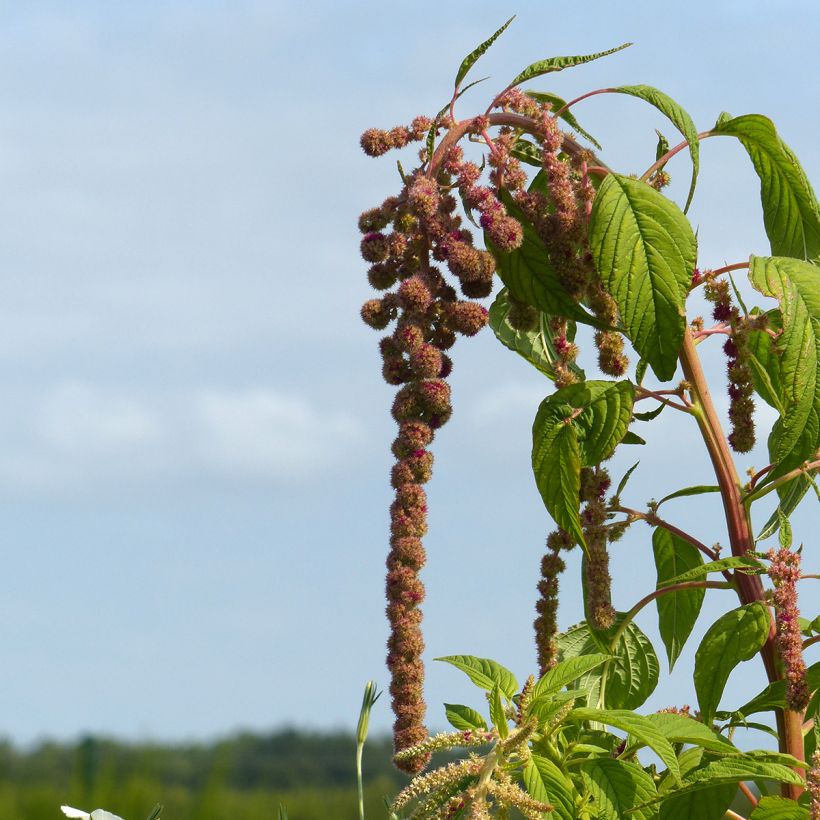 Graines d'Amarante queue-de-renard Mira (Floraison)