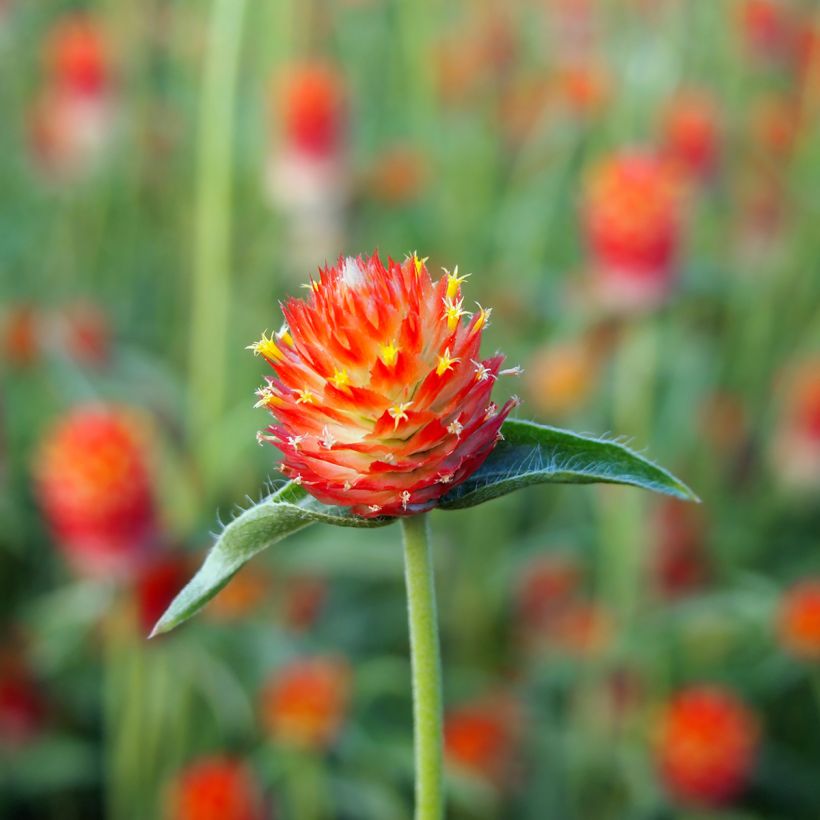 Graines d'Amarantine Strawberry Fields - Gomphrena haageana (Floraison)