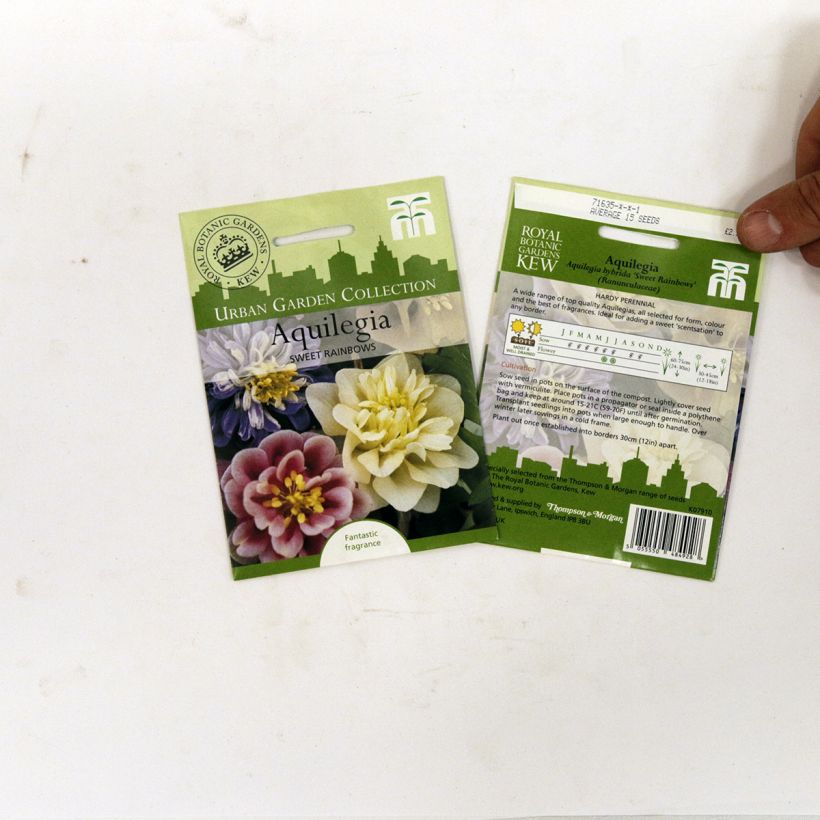 Exemple de spécimen de Graines d'Ancolie des jardins Sweet Rainbows - Aquilegia x hybrida Graines tel que livré