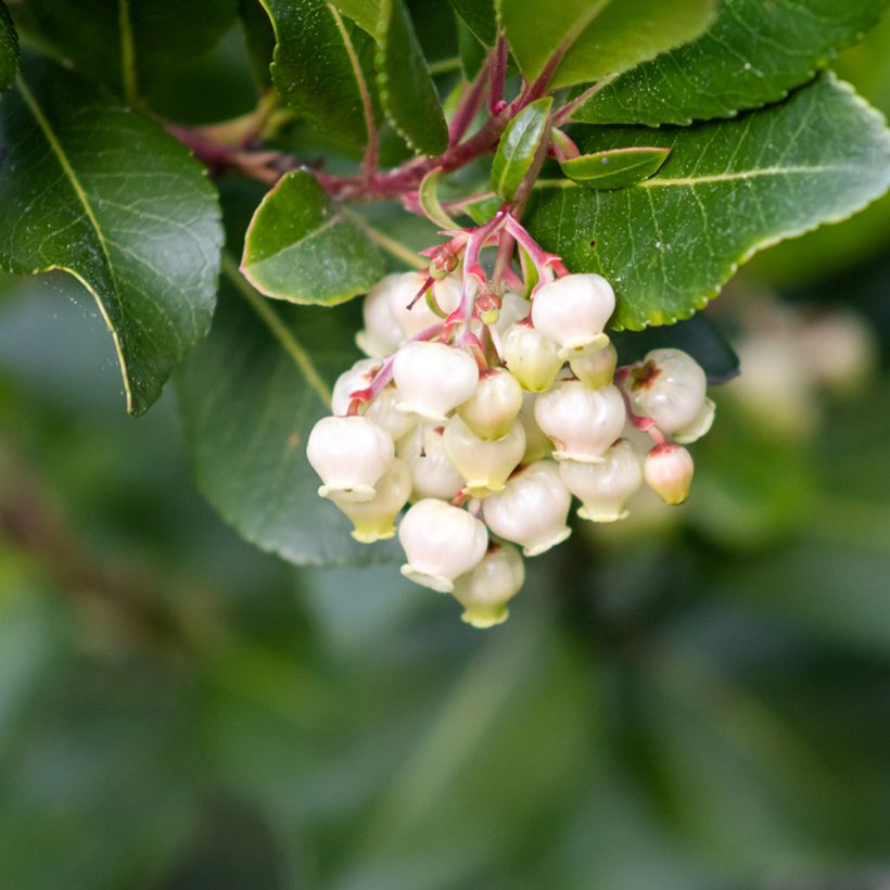 Graines d'Arbousier - Arbutus unedo (Floraison)