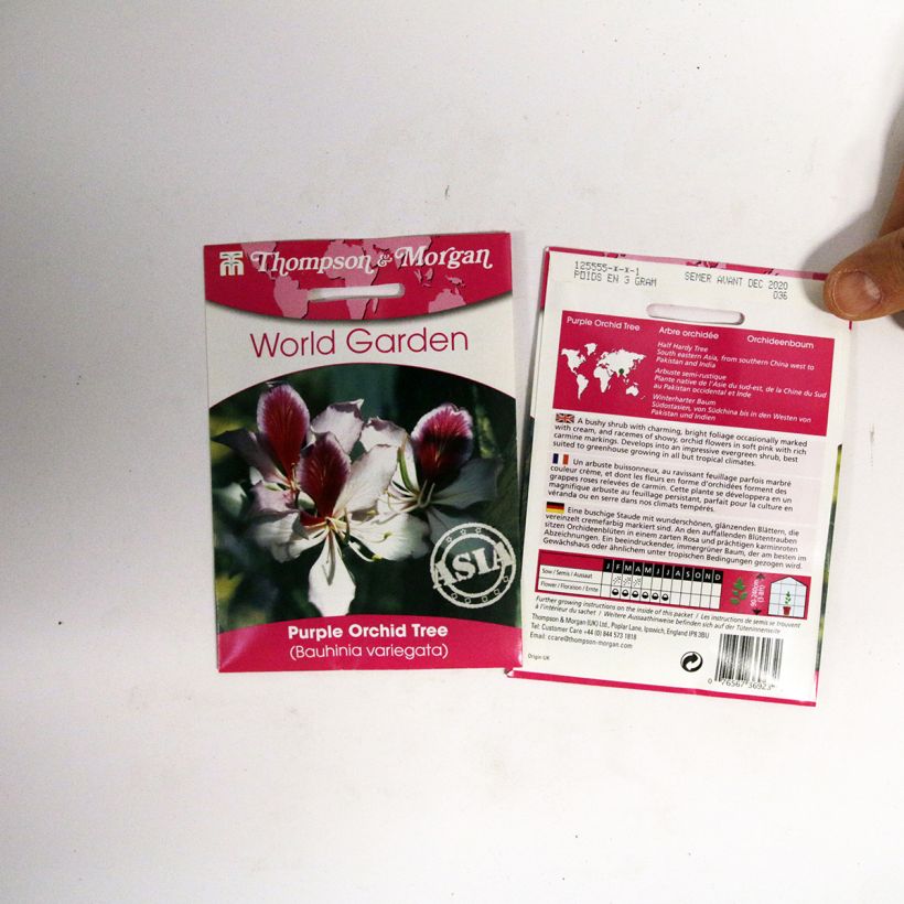 Exemple de spécimen de Graines d’Arbre aux Orchidées - Bauhinia variegata le sachet de 5 graines tel que livré