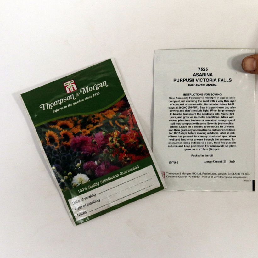Exemple de spécimen de Graines d'Asarina purpusii Victoria Falls - Asarine grimpante rouge violacé Graines tel que livré